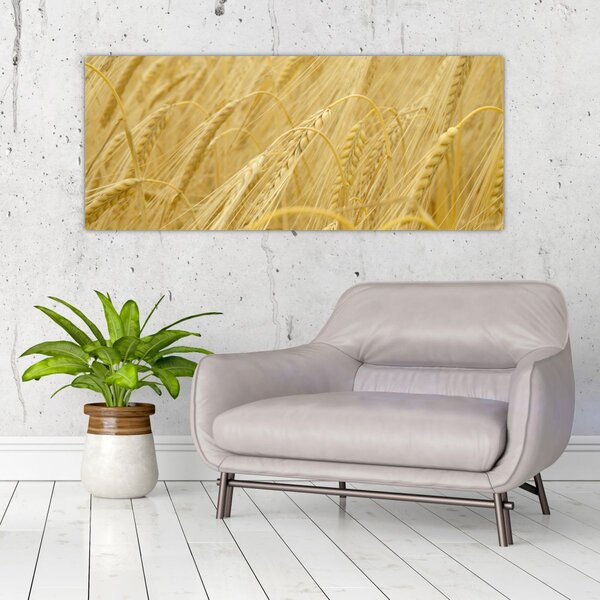 Obraz - Jačmeň (120x50 cm)