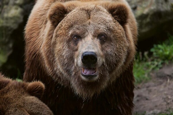 DIMEX | Vliesové fototapety na stenu Medveď grizzly MS-5-0430 | 375 x 250 cm | zelená, čierna, hnedá