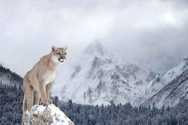 DIMEX | Vliesové fototapety na stenu Puma v horách MS-5-0621 | 375 x 250 cm | modrá, biela, béžová, šedá
