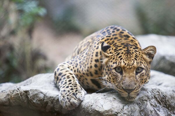 DIMEX | Vliesové fototapety na stenu Leopard na skale MS-5-0606 | 375 x 250 cm | béžová, hnedá, šedá
