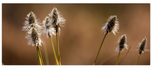Obraz - Travina (120x50 cm)
