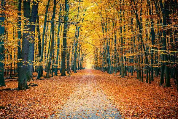 DIMEX | Vliesové fototapety na stenu Farebný jesenný park MS-5-1920 | 375 x 250 cm | žltá, oranžová, hnedá