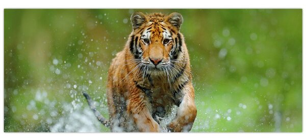 Obraz - Bežiaci tiger (120x50 cm)