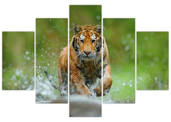 Obraz - Bežiaci tiger (150x105 cm)