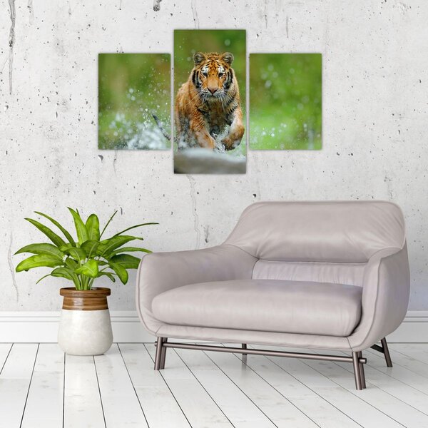 Obraz - Bežiaci tiger (90x60 cm)
