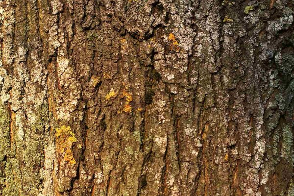 DIMEX | Vliesové fototapety na stenu Kôra stromu s machom MS-5-2336 | 375 x 250 cm | zelená, biela, hnedá