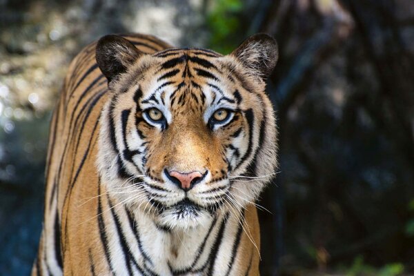 Samolepiaca vliesová fototapeta Veľký bengálsky tiger 375 x 250 cm