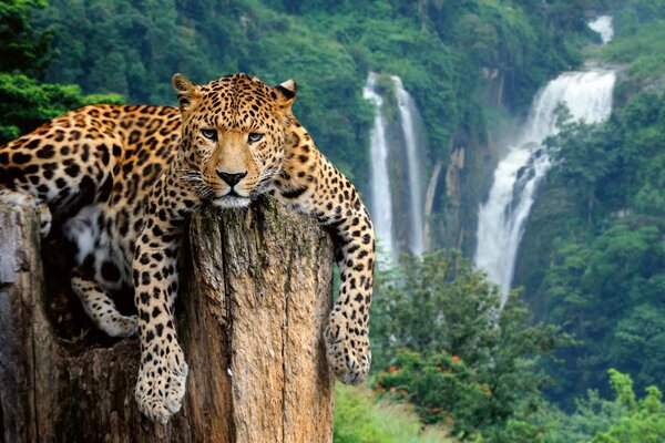 Samolepiaca vliesová fototapeta Leopard na strome 375 x 250 cm