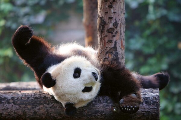DIMEX | Vliesové fototapety na stenu Panda MS-5-0623 | 375 x 250 cm | zelená, biela, čierna