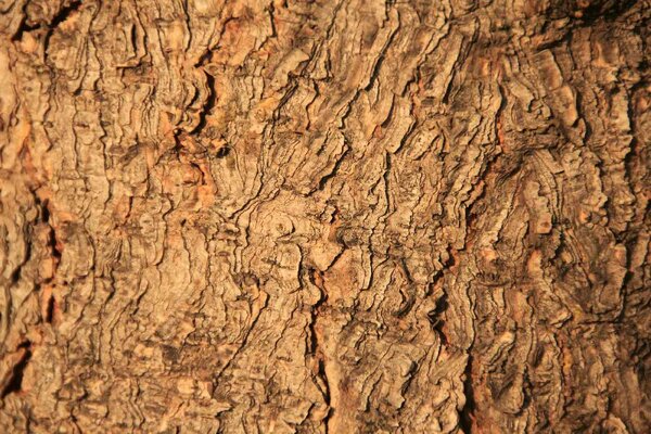 DIMEX | Vliesové fototapety na stenu Textúra stromu MS-5-2337 | 375 x 250 cm | oranžová, hnedá
