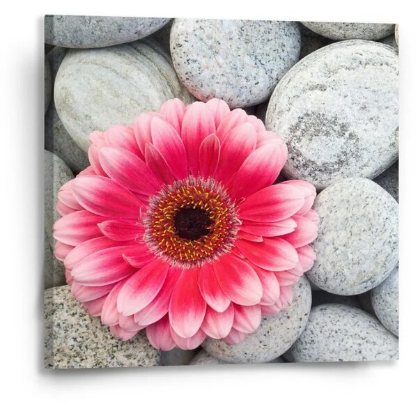 Sablio Obraz Gerbera na kameňoch - 50x50 cm