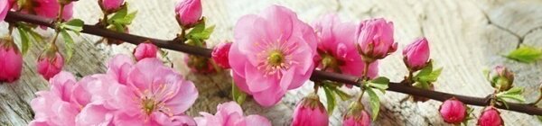 DIMEX | Fototapeta do kuchyne Sakura KI-260-053 | 260 x 60 cm | zelená, ružová