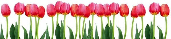 DIMEX | Fototapeta do kuchyne Tulipány KI-260-058 | 260 x 60 cm | zelená, červená