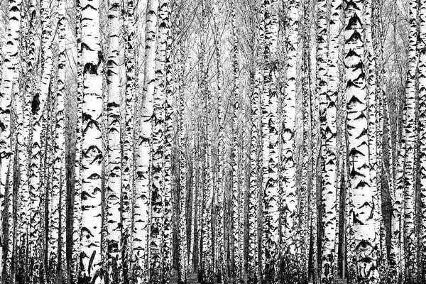 DIMEX | Vliesové fototapety na stenu Jarné kmene MS-5-1906 | 375 x 250 cm | biela, čierna