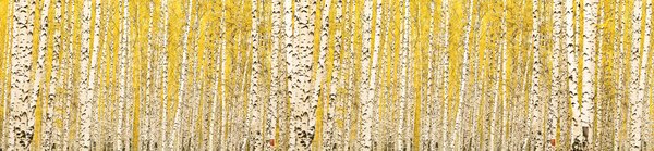 DIMEX | Fototapeta do kuchyne Žltý brezový háj KI-260-197 | 260 x 60 cm | žltá, čierna, biela