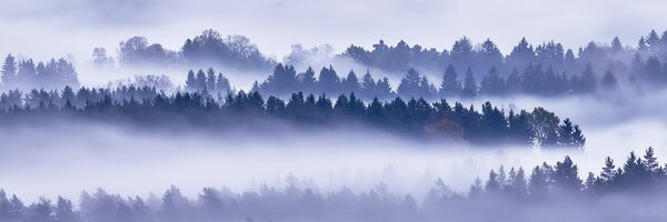 DIMEX | Fototapeta do kuchyne Hmla medzi stromami KI-180-195 | 180 x 60 cm | šedá, modrá, čierna