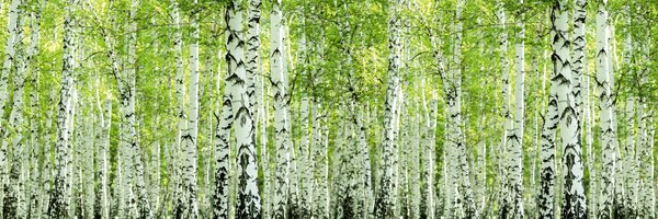 DIMEX | Fototapeta do kuchyne Jarný brezový háj KI-180-193 | 180 x 60 cm | zelená, čierna, biela