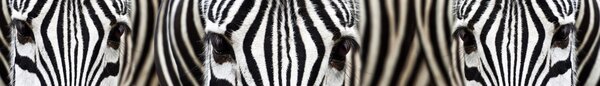 DIMEX | Fototapeta do kuchyne Zebra KI-420-016 | 420 x 60 cm | čiernobiela