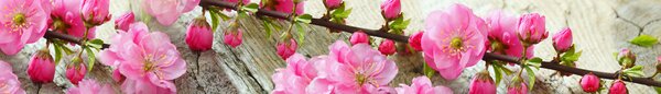 DIMEX | Fototapeta do kuchyne Sakura KI-420-053 | 420 x 60 cm | zelená, ružová