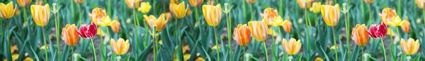 DIMEX | Fototapeta do kuchyne Tulipány KI-420-122 | 420 x 60 cm | zelená, červená, žltá