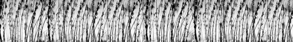 DIMEX | Fototapeta do kuchyne Čierna a biela tráva KI-420-137 | 420 x 60 cm | čiernobiela