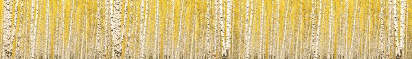 DIMEX | Fototapeta do kuchyne Žltý brezový háj KI-420-197 | 420 x 60 cm | žltá, čierna, biela