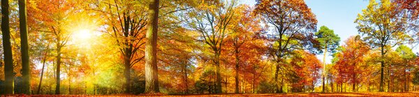 DIMEX | Fototapeta do kuchyne Farebný jesenný les KI-260-188 | 260 x 60 cm | hnedá, žltá, oranžová