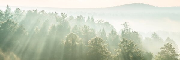 DIMEX | Fototapeta do kuchyne Slnečné lúče nad lesom KI-180-196 | 180 x 60 cm | zelená, biela, krémová