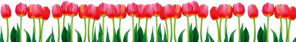 DIMEX | Fototapeta do kuchyne Tulipány KI-420-058 | 420 x 60 cm | zelená, červená