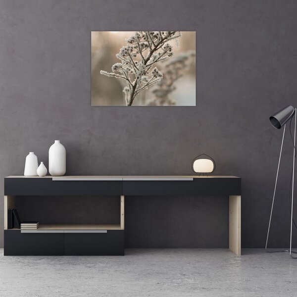 Obraz - Rastlina v mraze (70x50 cm)