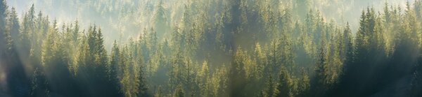 DIMEX | Fototapeta do kuchyne Zahmlený les KI-260-194 | 260 x 60 cm | zelená, čierna, šedá