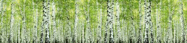 DIMEX | Fototapeta do kuchyne Jarný brezový háj KI-260-193 | 260 x 60 cm | zelená, čierna, biela