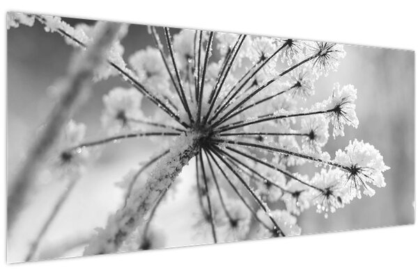 Obraz - Kvetina v zime (120x50 cm)