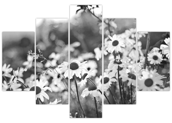 Obraz - Kopretiny (150x105 cm)