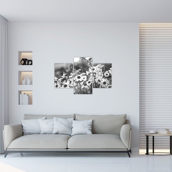 Obraz - Kopretiny (90x60 cm)
