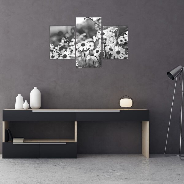 Obraz - Kopretiny (90x60 cm)