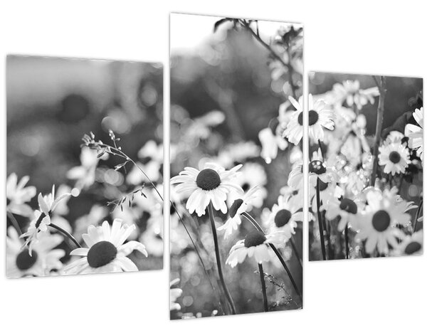 Obraz - Kopretiny (90x60 cm)