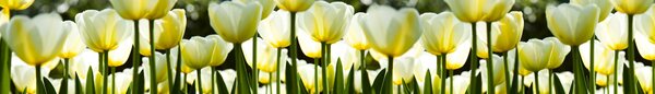 DIMEX | Fototapeta do kuchyne Biele tulipány KI-420-009 | 420 x 60 cm | zelená, biela, žltá