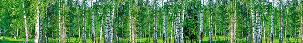 DIMEX | Fototapeta do kuchyne Brezový háj KI-420-044 | 420 x 60 cm | zelená, biela, čierna