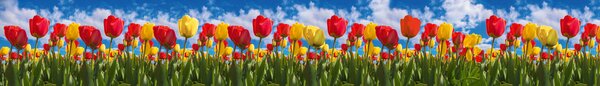 DIMEX | Fototapeta do kuchyne Tulipánové pole KI-420-131 | 420 x 60 cm | zelená, modrá, červená, žltá