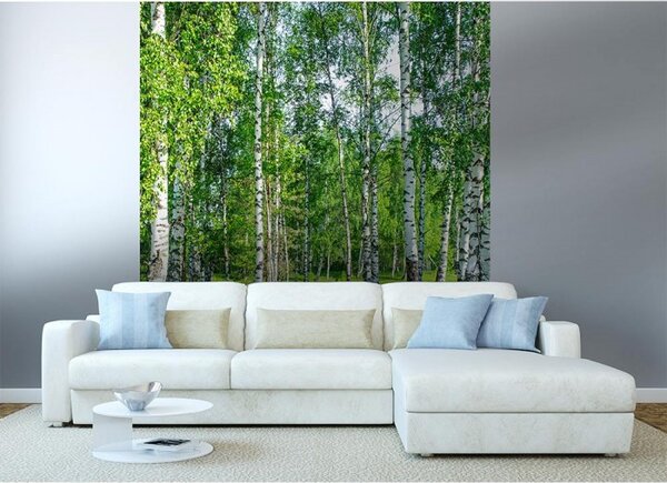 DIMEX | Vliesová fototapeta na stenu Brezový háj MS-3-0100 | 225 x 250 cm | biela, čierna, zelená