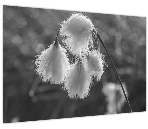 Obraz - Cottongrass (90x60 cm)