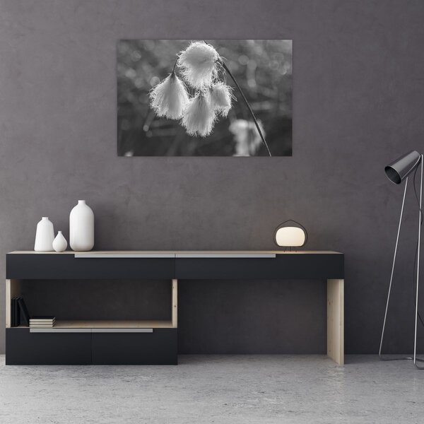 Obraz - Cottongrass (90x60 cm)