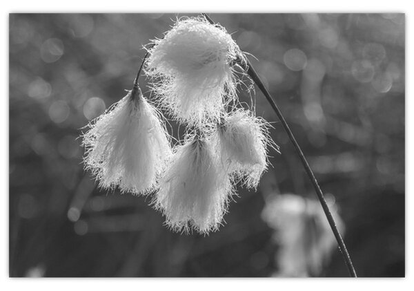 Obraz - Cottongrass (90x60 cm)