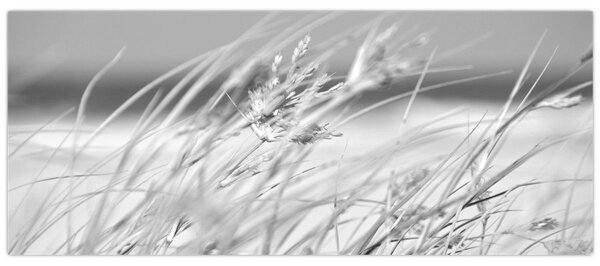 Obraz - Plážová tráva (120x50 cm)