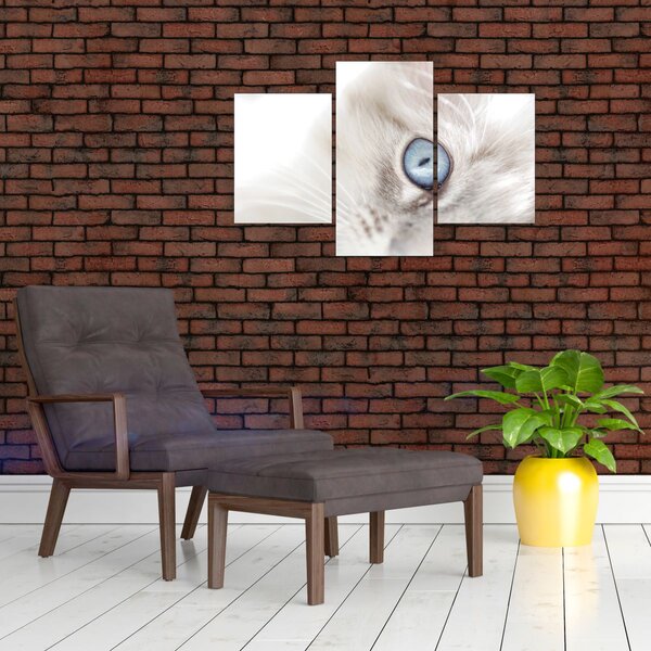 Obraz - Mačka s modrými očami (90x60 cm)