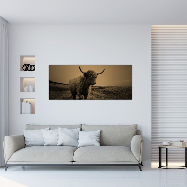 Obraz - Škótska krava v behu (120x50 cm)