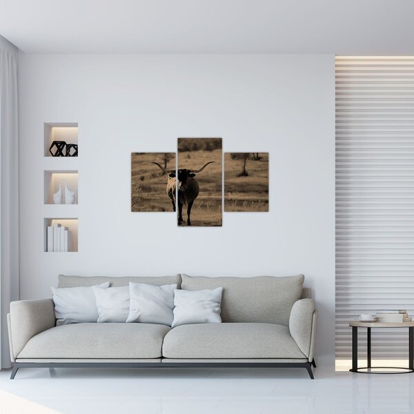 Obraz - Texaská krava (90x60 cm)