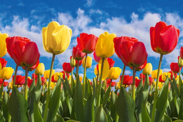 DIMEX | Dibond doska za kuchynskú linku | DBW-06040-131 Pole tulipánov | 60 x 40 cm