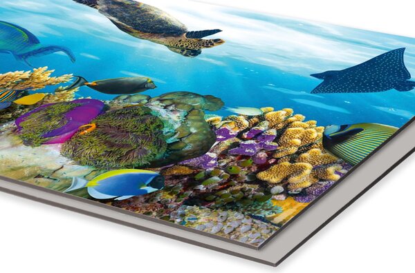 DIMEX | Dibond doska za kuchynskú linku | DBW-08060-092 Ryby v oceáne | 80 x 60 cm